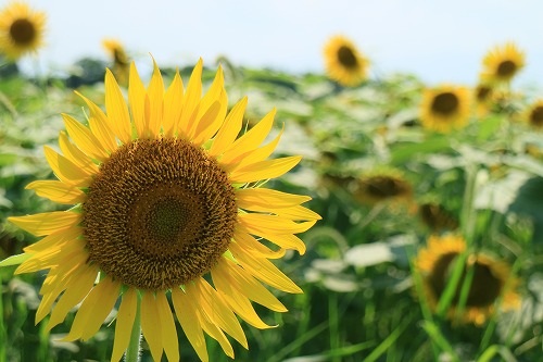 sunflower012.jpg
