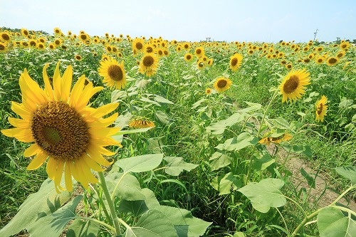 sunflower016.jpg